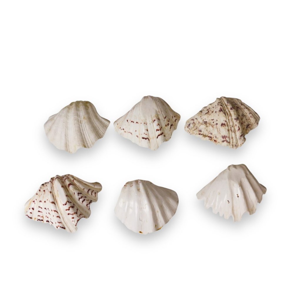 6x Natural Clam Shell Trinket Dishes